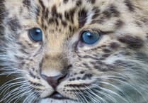 Dartmoor Zoo names rare baby leopard
