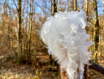 Hair ice caused by Exidiopsis effusa - Credit  Jave467 - wikimedia 