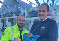 Hedgehog Rescued by Devon Heroes