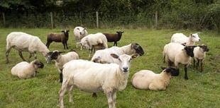 South Hams farmers to gain from new livestock protection law