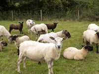 South Hams farmers to gain from new livestock protection law