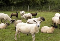New law safeguards South Hams livestock
