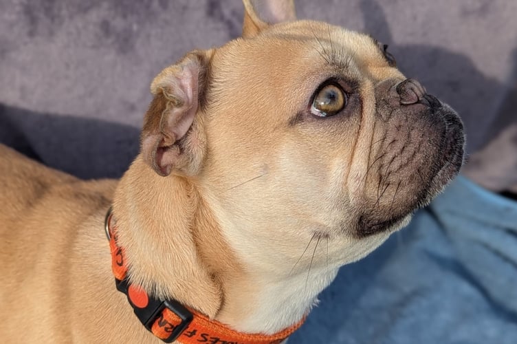 Cindy Lou the French Bulldog needs extra help.