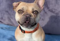 West Devon dog lovers asked to help Cindy the Frenchie