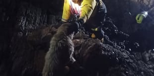 Dog rescued from rocks by lifeboat  team