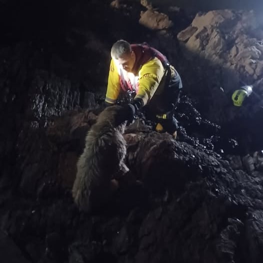 Dog rescued from rocks by lifeboat  team