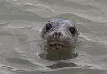 The Seal Project offers advice