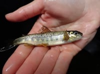 River Teign sees salmon spawning success