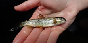 River Teign sees salmon spawning success