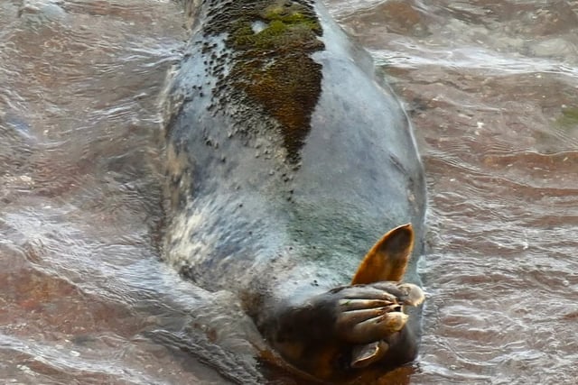 Mossy mystery: Pregnant seal 'Wizard Of Oz' grows underwater garden