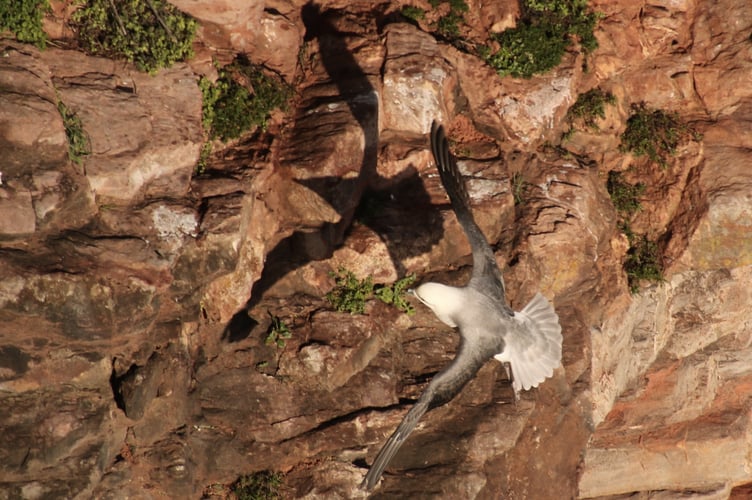 Fulmar - Alice Henderson_cr