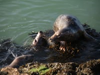 Alice Henderson | Birdwatching delights in Berry Head and Brixham