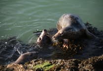 Nature Diary by Alice Henderson | Birdwatching delights in Berry Head and Brixham