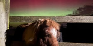 Northern Lights at Mare and Foal Sanctuary