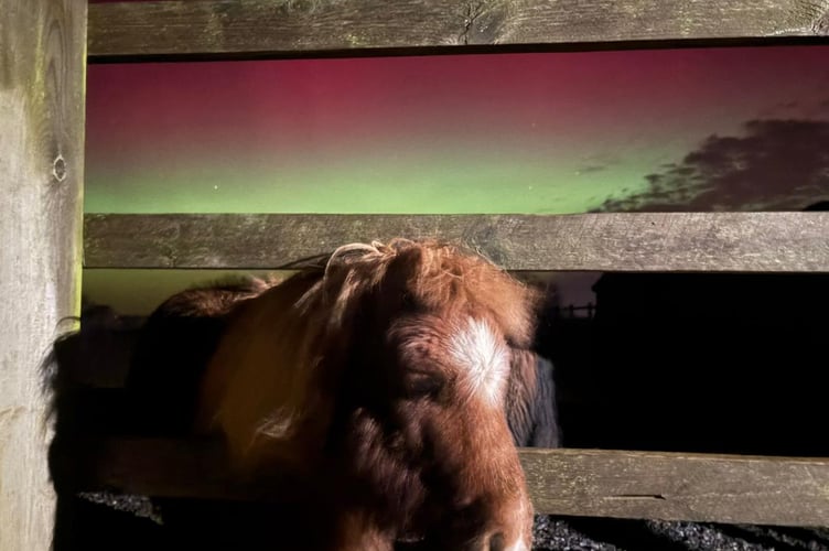 Sir Didymus, experiencing the Northern Lights for the first time.