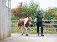 Brave pony Geronimo finds new home with carer