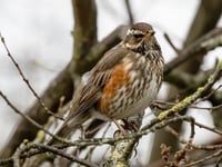 Nature Diary by Alice Henderson | A Back Lane Bimble