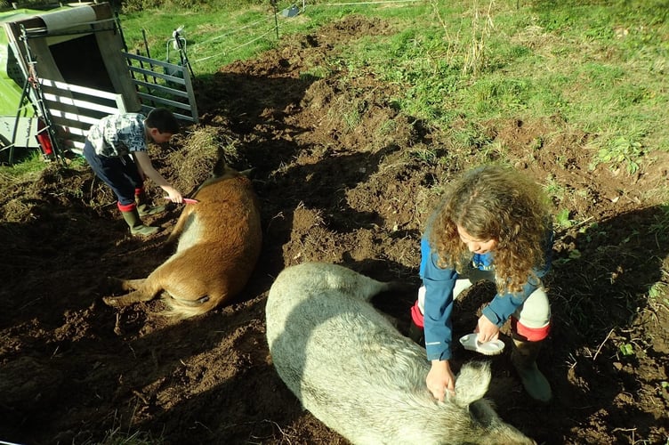 Foxy & Hughie being brushed - Ruth Saunders