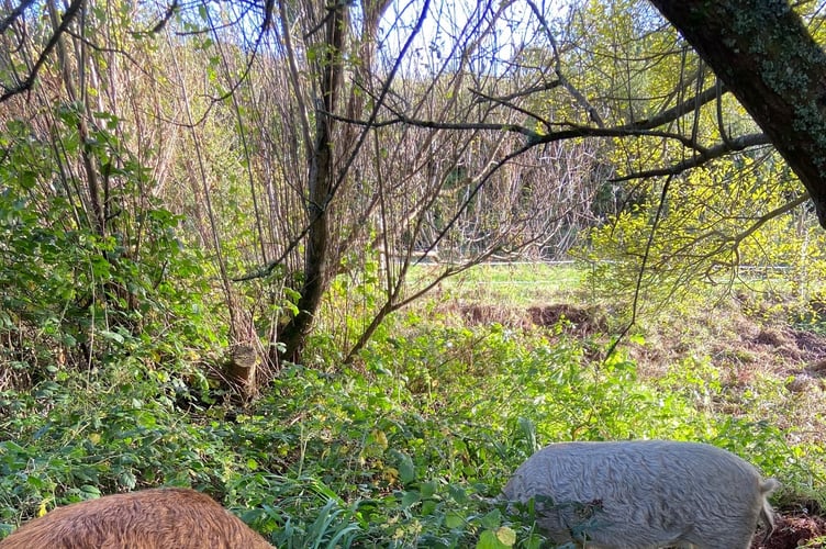 Pigs working at Dittiscombe Rewilding Project