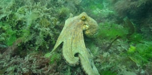 Octopus glut leaves South Devon shellfish industry ‘decimated’