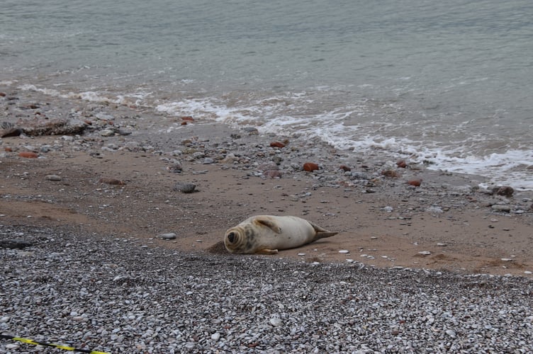 The adolescent female wild grey seal