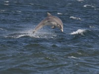 Spot marine wildlife at Bolberry Down