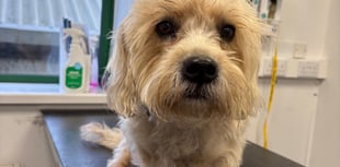 Tails from South Moor by Vet Jess Couch-Finnemore