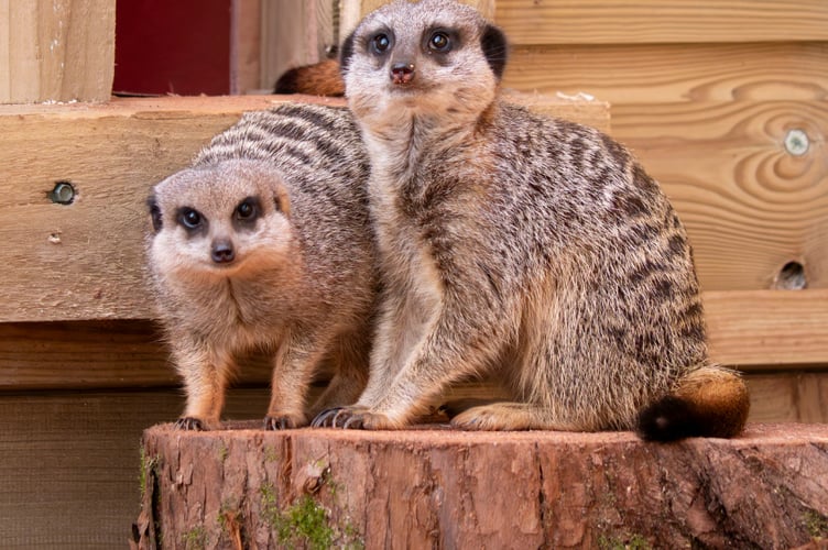 Dartmoor Zoo is celebrating its best ever year with rising visitor numbers to see cute creatures like those pictured. Picture by Dartmoor Zoo.