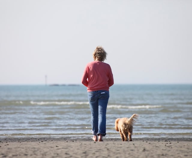 Dog licensing could return, RSPCA asks for views