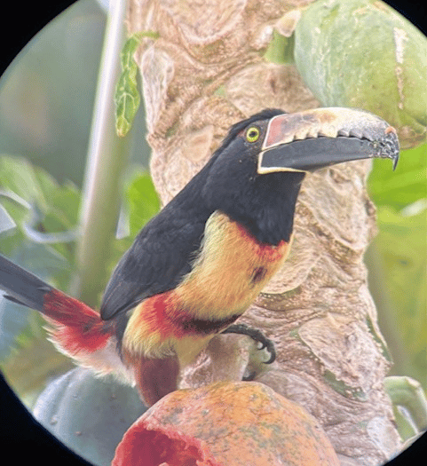 Nature Diary by Mike Hitch | A journey through Costa Rica's wildlife