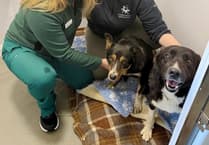 Vet Hayley Coates rescues poisoned dogs