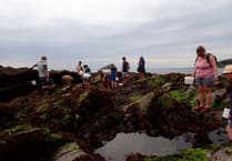 Explore marine life at Wembury Beach