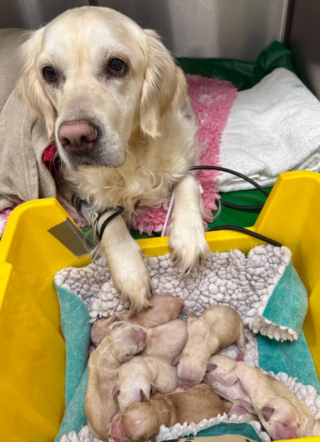 Daisy has 12 valentine's puppies.