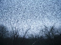 Nature's Spectacle: Shapwick Heath Starlings