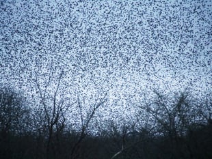 Nature's Spectacle: Shapwick Heath Starlings