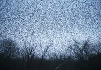 Watch the mesmerising starlings at Shapwick Heath