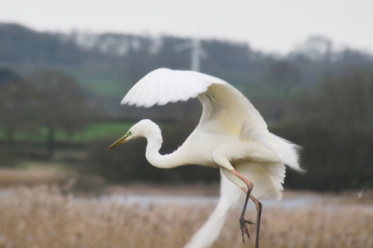 Great White Egret by Alice Henderson