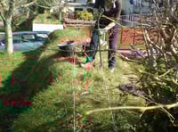 Nature Diary by Fiona van Es: Healthy, happy hedges