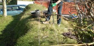 Nature Diary by Fiona van Es: Healthy, happy hedges