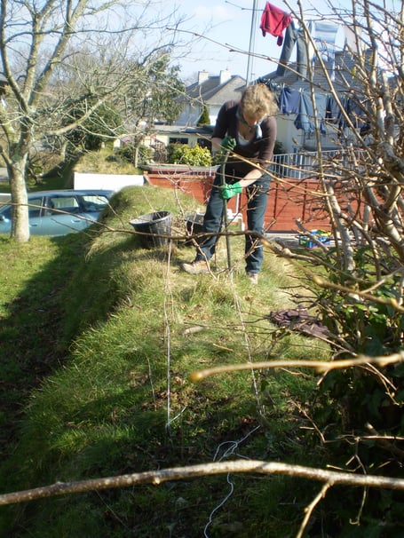 Planting bare-rooted native tree whips into the bank during winter 2009-10