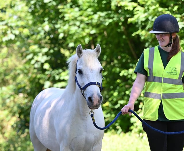 Alan the rescue pony seeks a loving home
