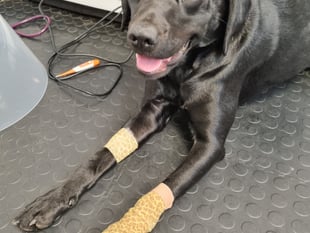 Labrador's dramatic recovery post-surgery