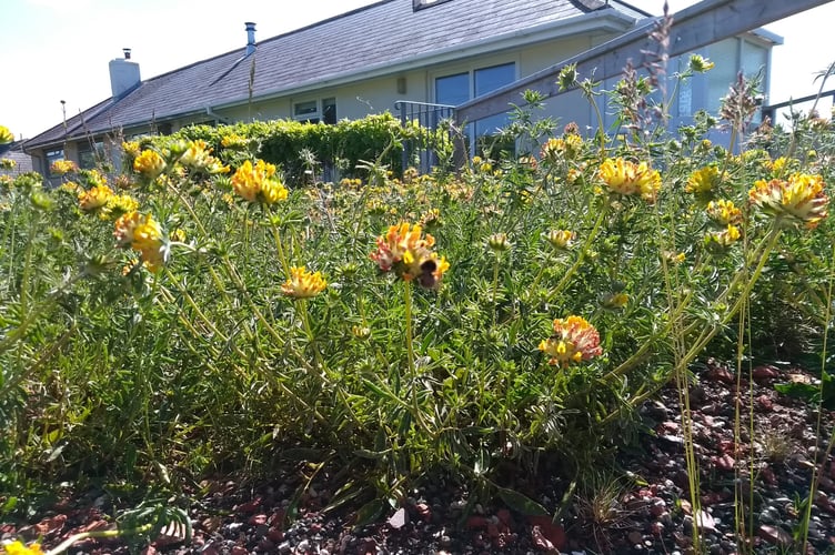 The green roof turns yellow!