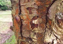 'Killer fungus' spurs Devon emergency measures