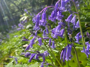 Explore Deer Wood's bluebell weekend with family art activities