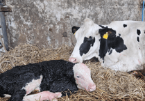 Cow's Life Saved by Caesarean at South Moor