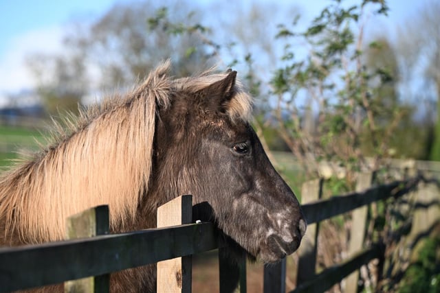 Icelandic Horses thrive at Mare and Foal Sanctuary
