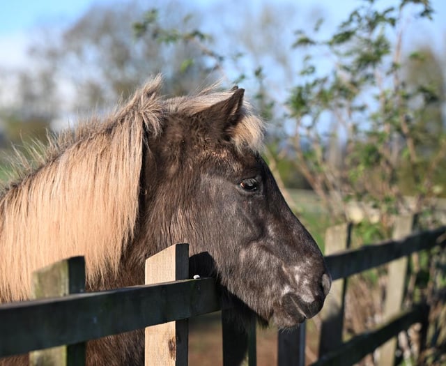 Icelandic Horses thrive at Mare and Foal Sanctuary