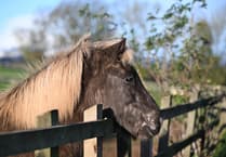 Granny's influence transforms Icelandic horse herd