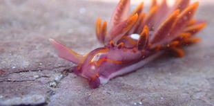 Rare fire-tipped sea slug spotted in Wembury signals climate change